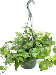 Lush green ivy plant in a hanging pot.