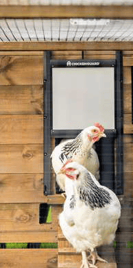 Apriporta automatico pollaio