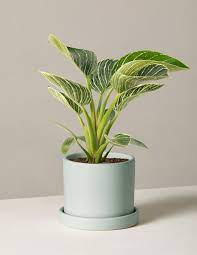 A green and white variegated houseplant in a light blue pot.