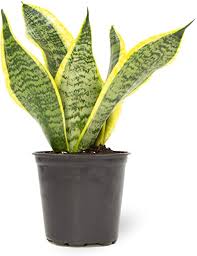 A small snake plant in a black pot with yellow-edged leaves.
