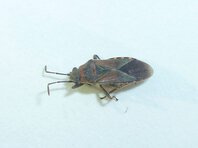elm seed bug control Meridian Idaho