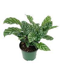 A lush green plant with patterned leaves in a green pot.