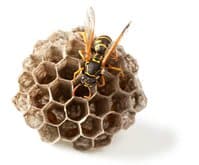 wasp nest removal Meridian Idaho