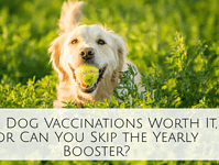 Are Dog Vaccinations Worth It, or Can You Skip the Yearly Booster? Are Dog Vaccinations Worth It, or Can You Skip the Yearly Booster