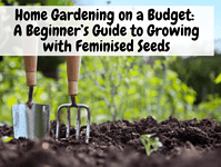 Home Gardening on a Budget A Beginner’s Guide to Growing with Feminised Seeds