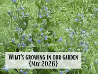 What's growing in my garden {May 2026}.... What's growing in our garden
