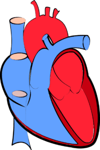 Le coeur