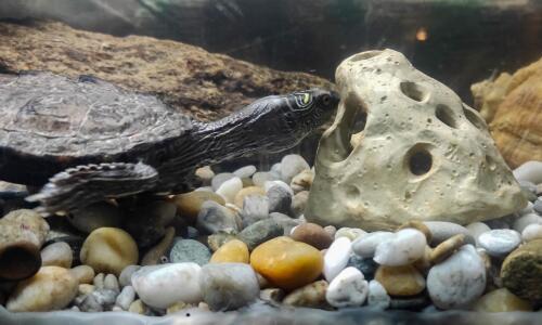 Domeček do terária