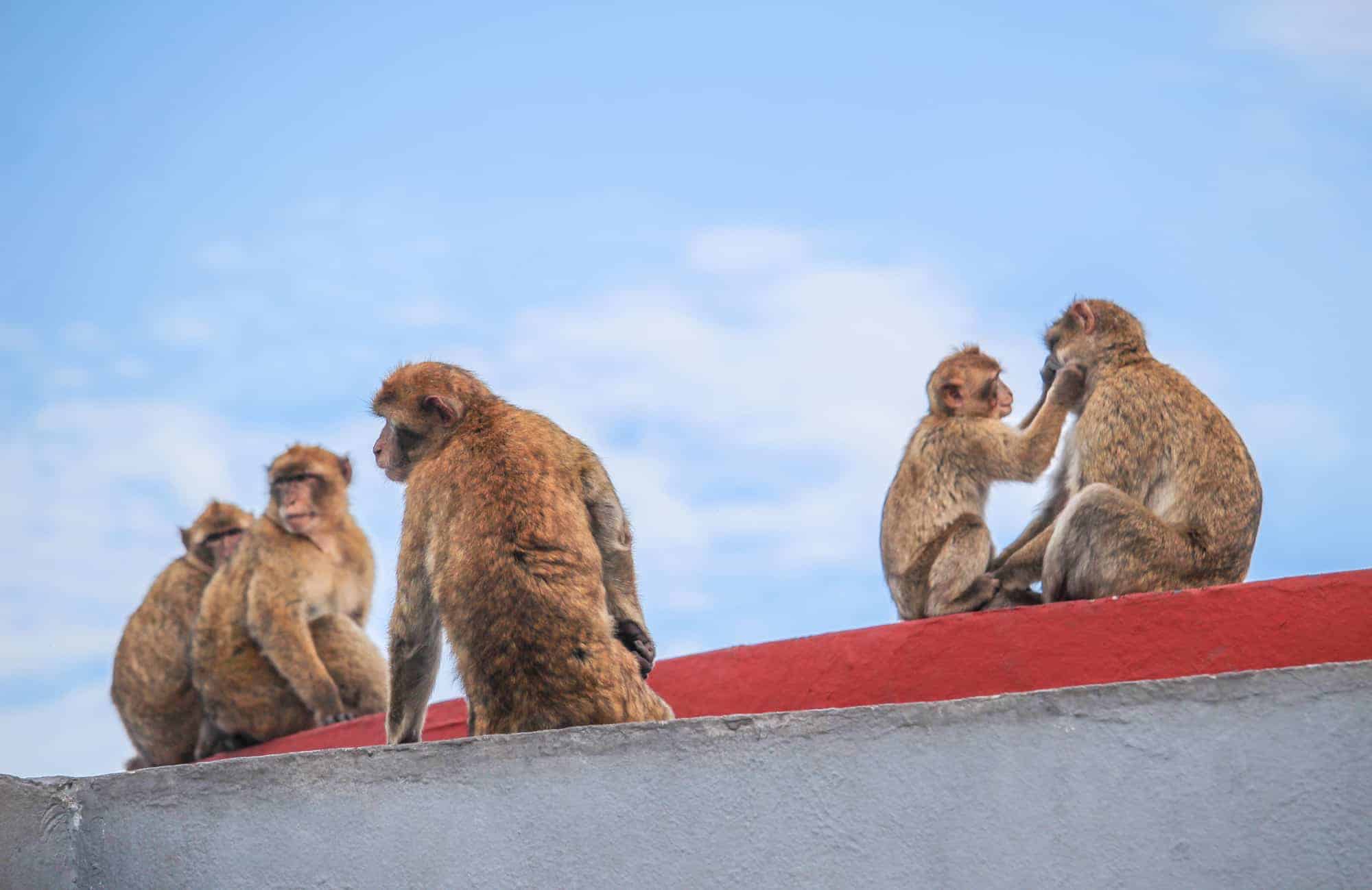 Affen in Gibraltar