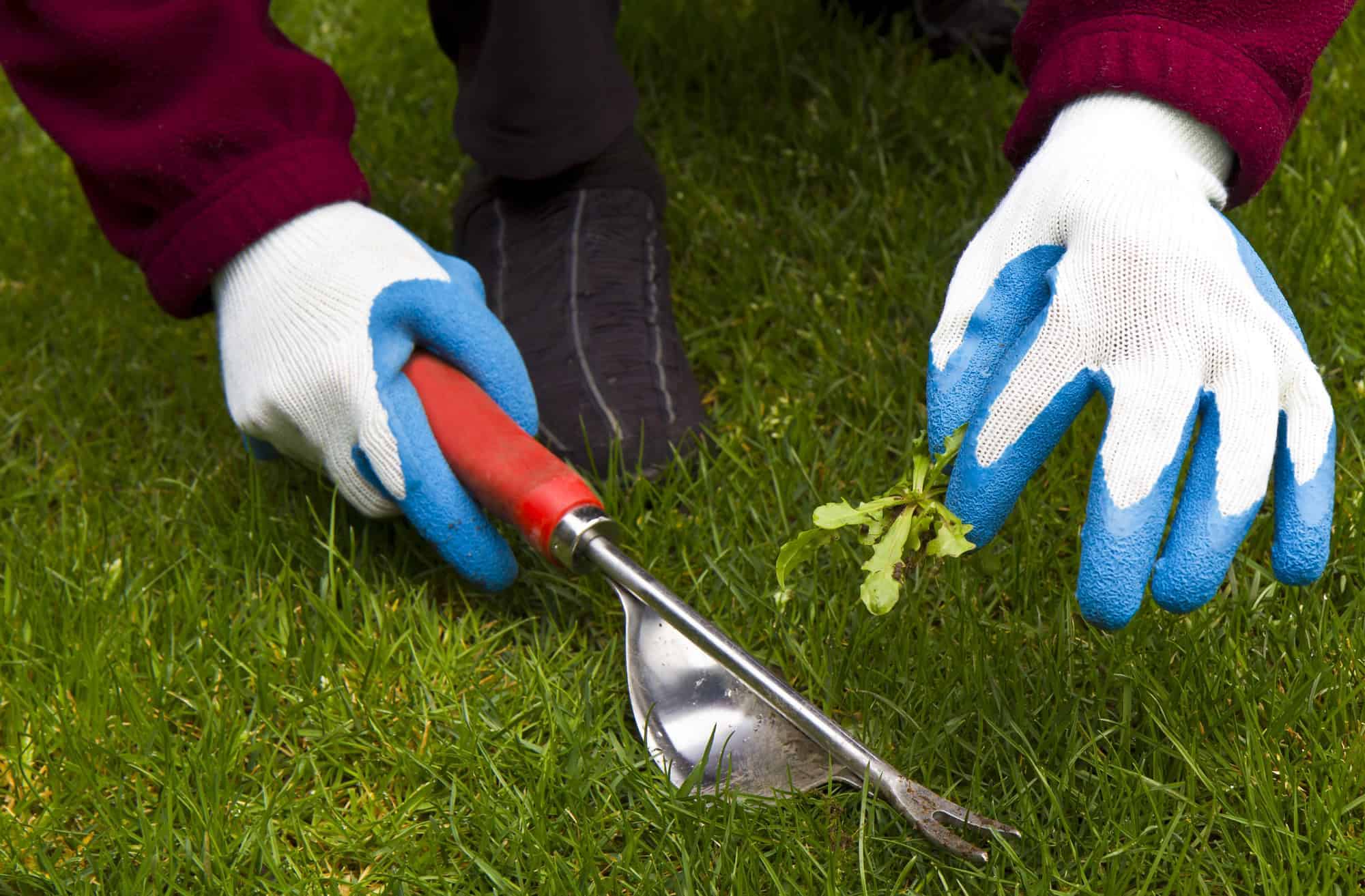 Hand weeding