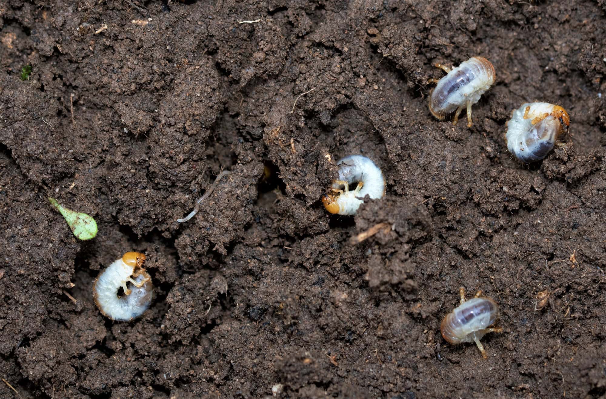 Chafer grubs can be controlled by nematodes applied by a watering can. The soil temperature must be at least 12 degrees Celsius.