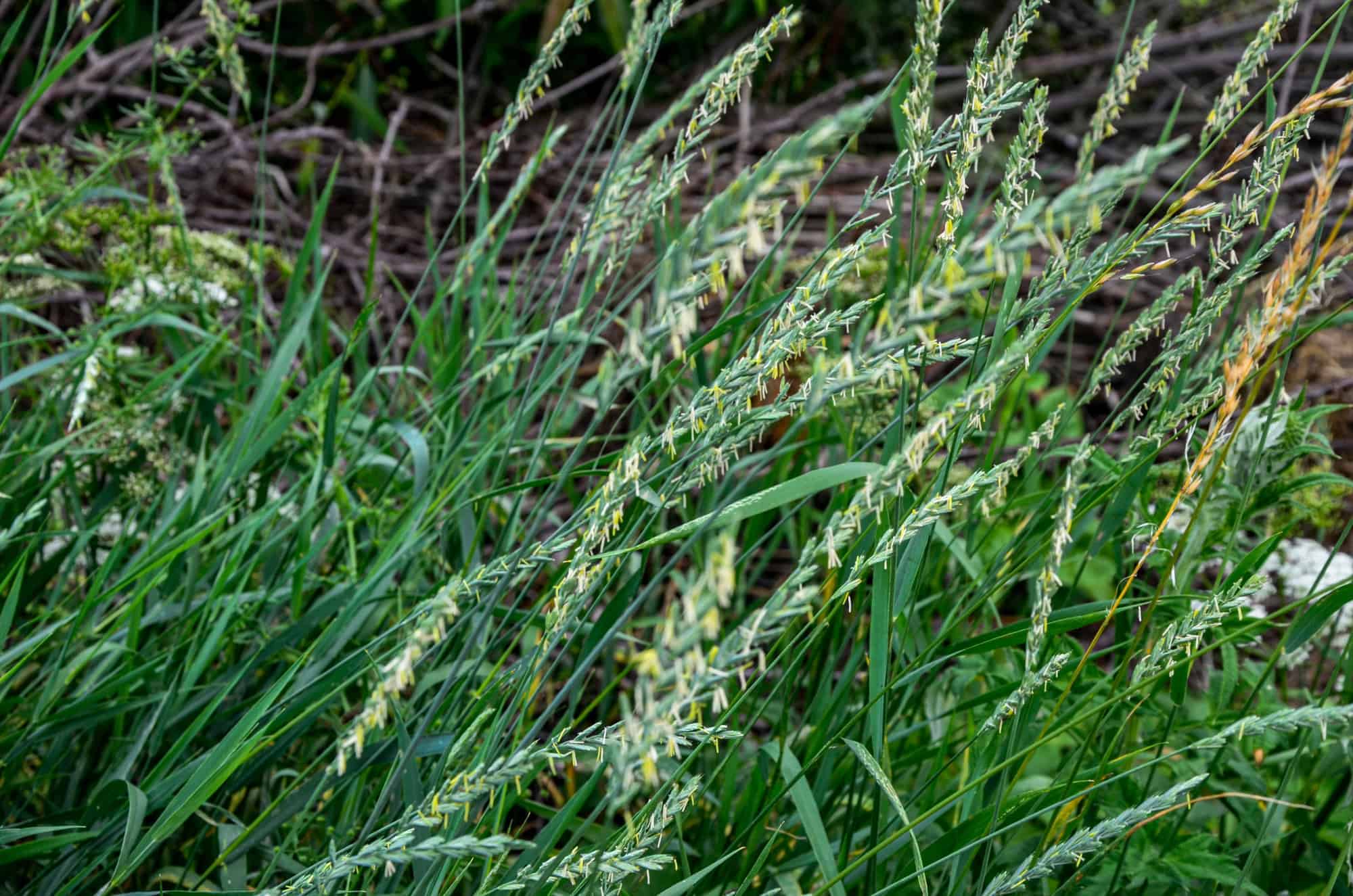 In the wild, a couch grass (Elymus repens) cereal plant grows in the meadow