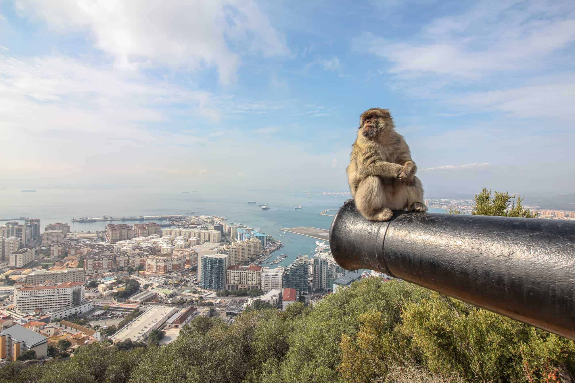 Affe auf Kanone Gibraltar