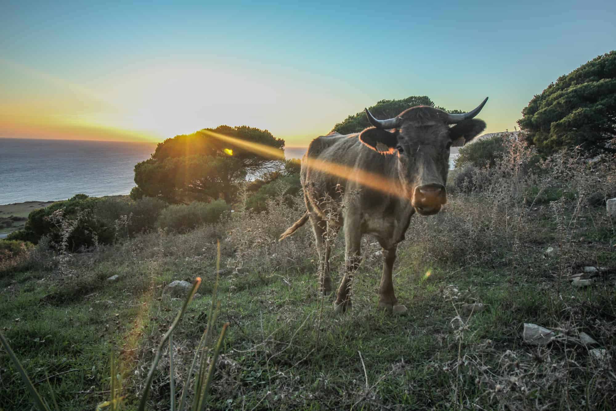 Stier 2 Wanderweg