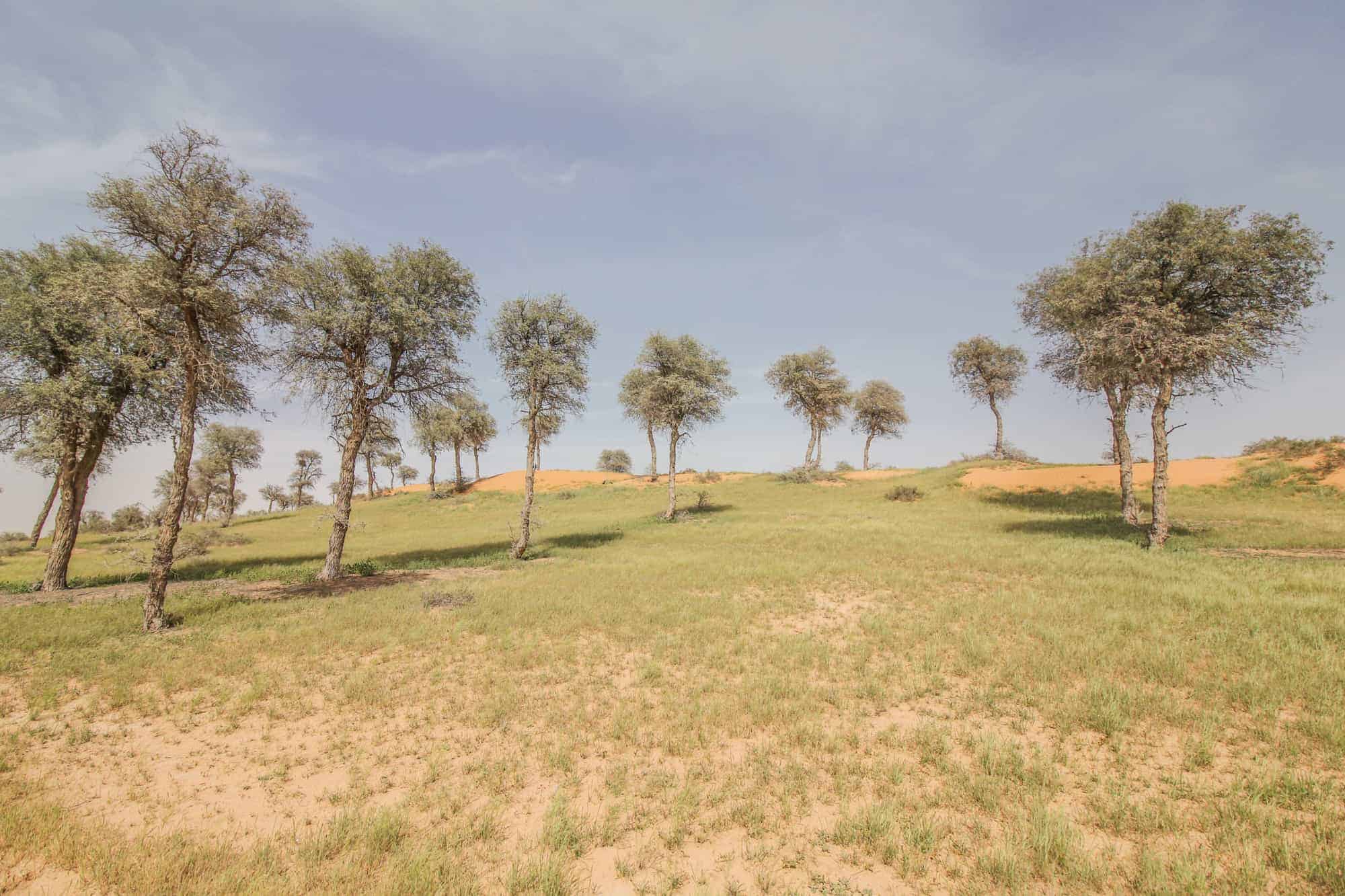 Ras al Khaimah Desert