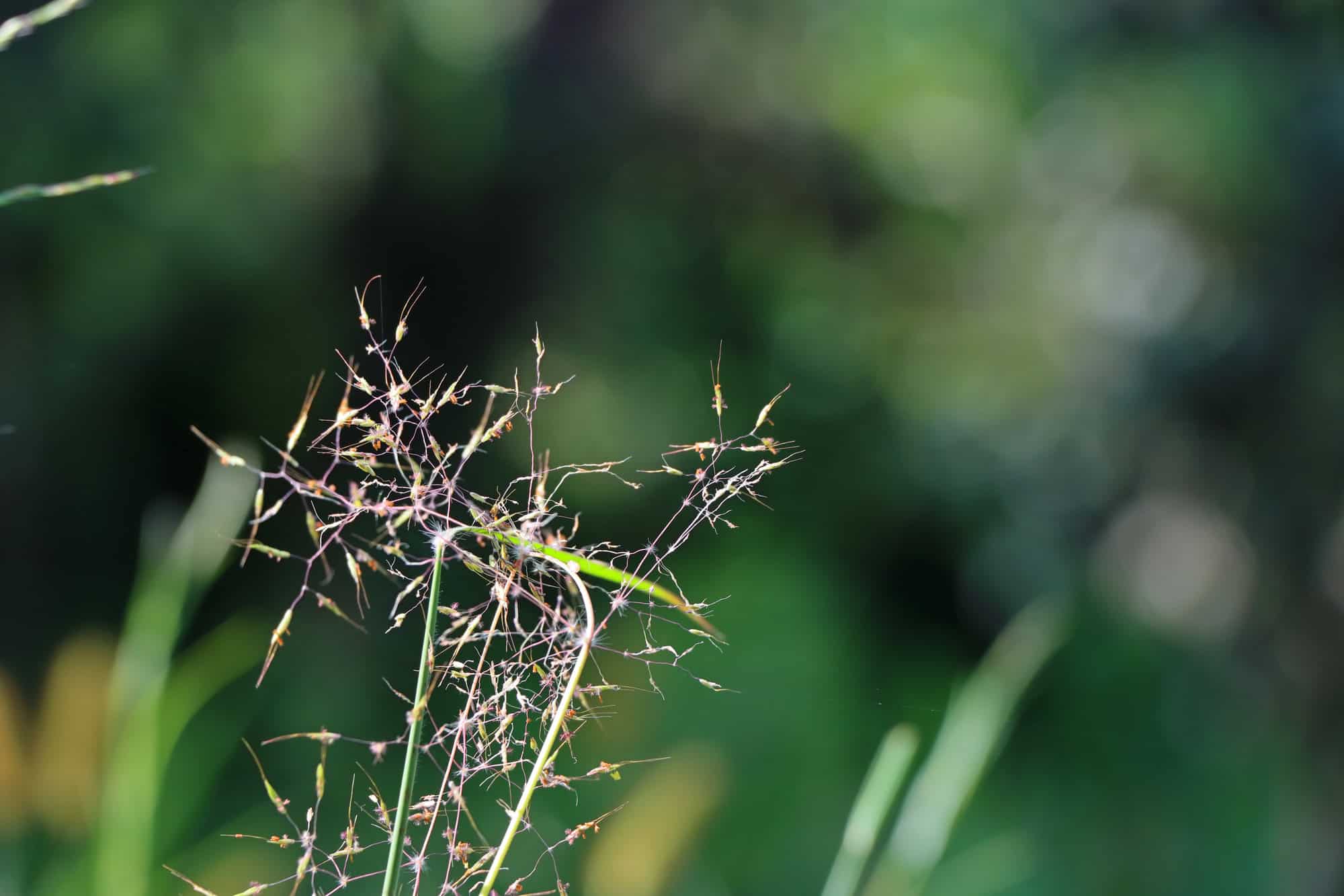 A selective focus shot of growing Agrostis capillaris plant