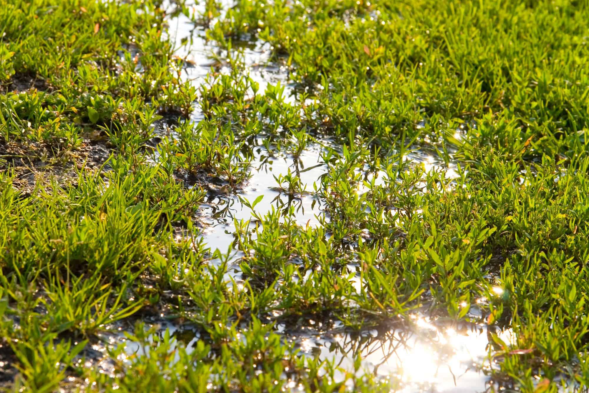 Puddle of water on grass