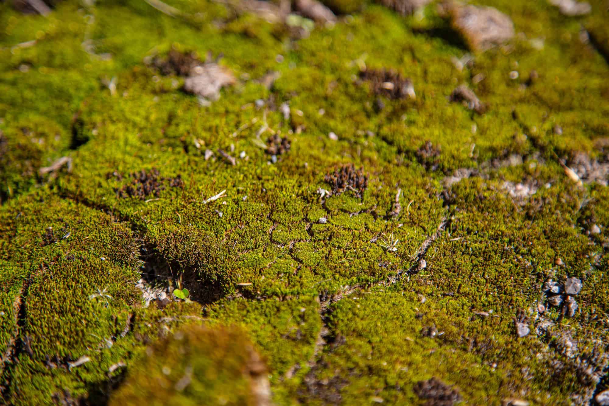 Moss