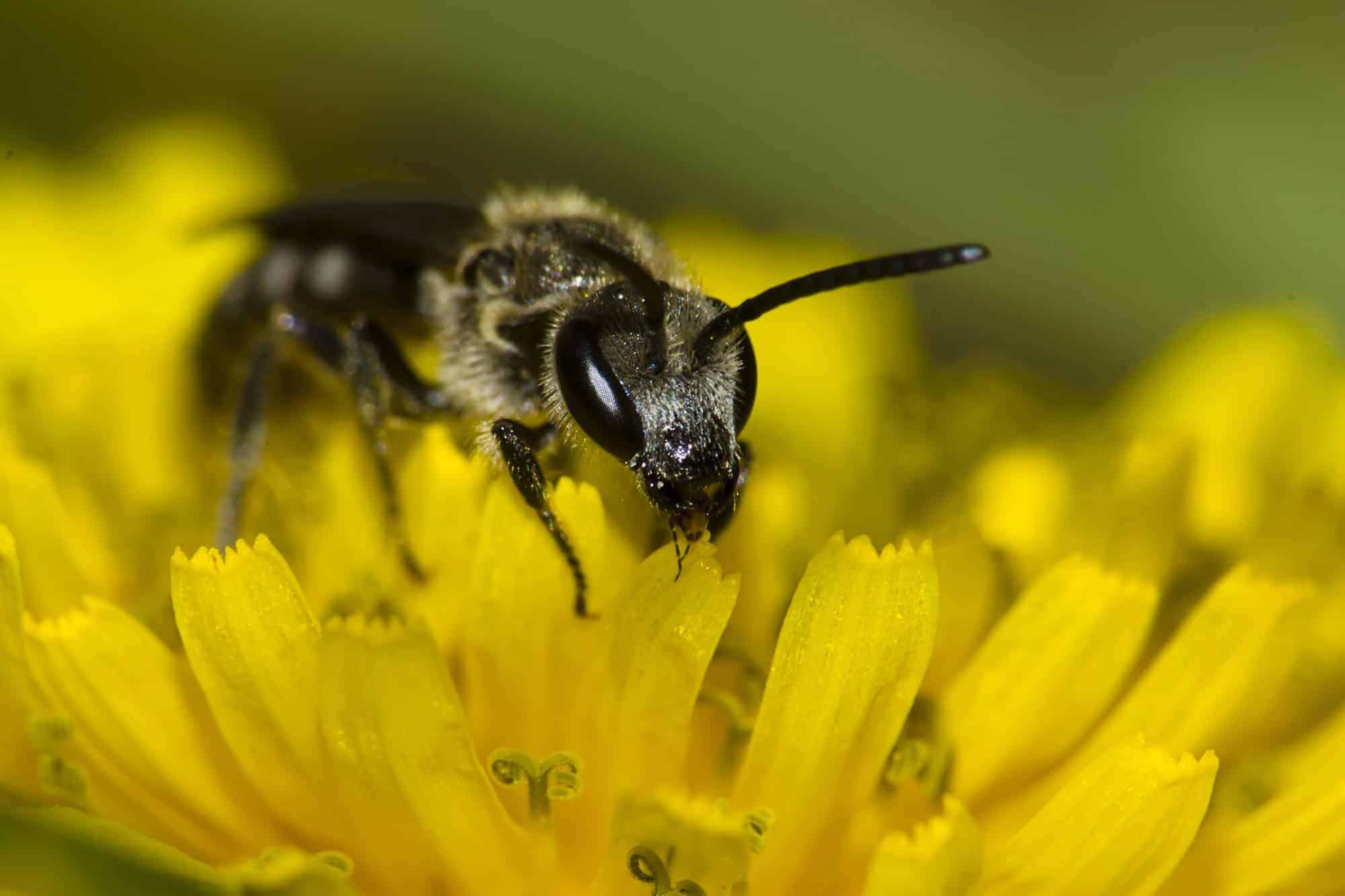 Wasp