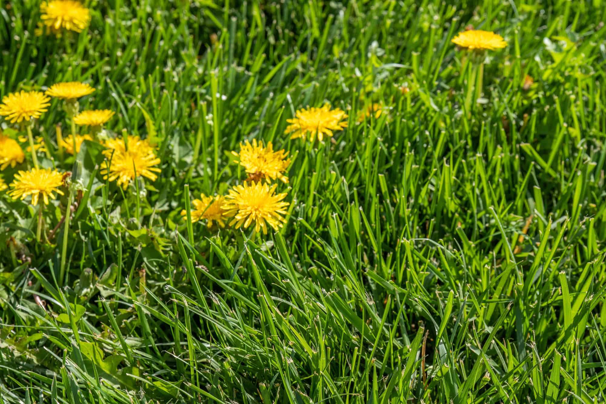 Yellow dandelion flower in green grass
