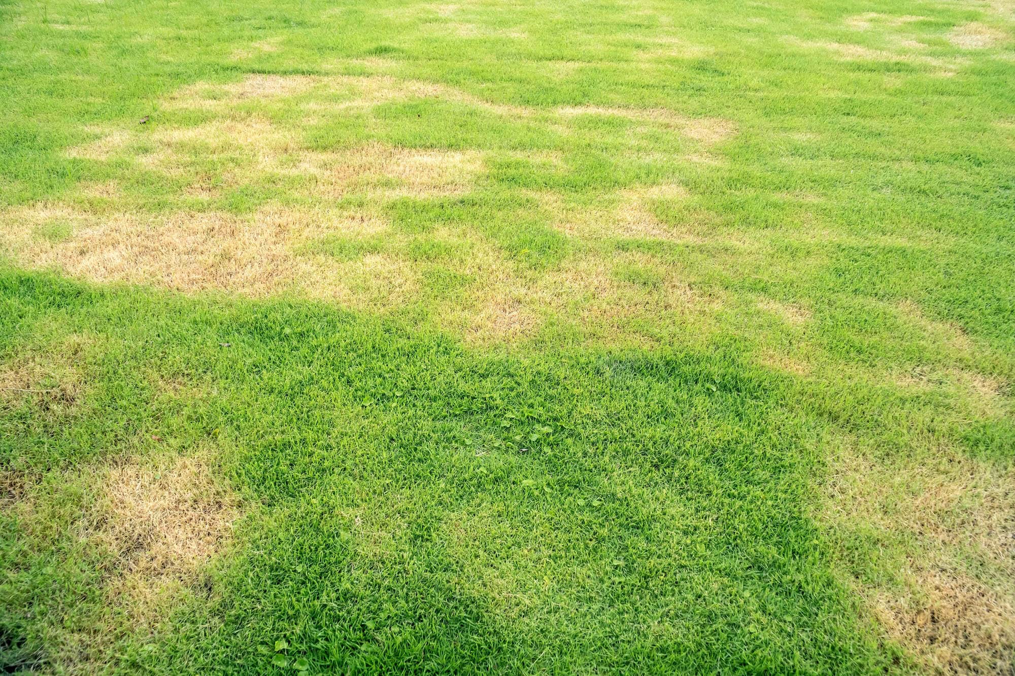 Pests and disease cause amount of damage to green lawns, lawn in bad condition and need maintaining