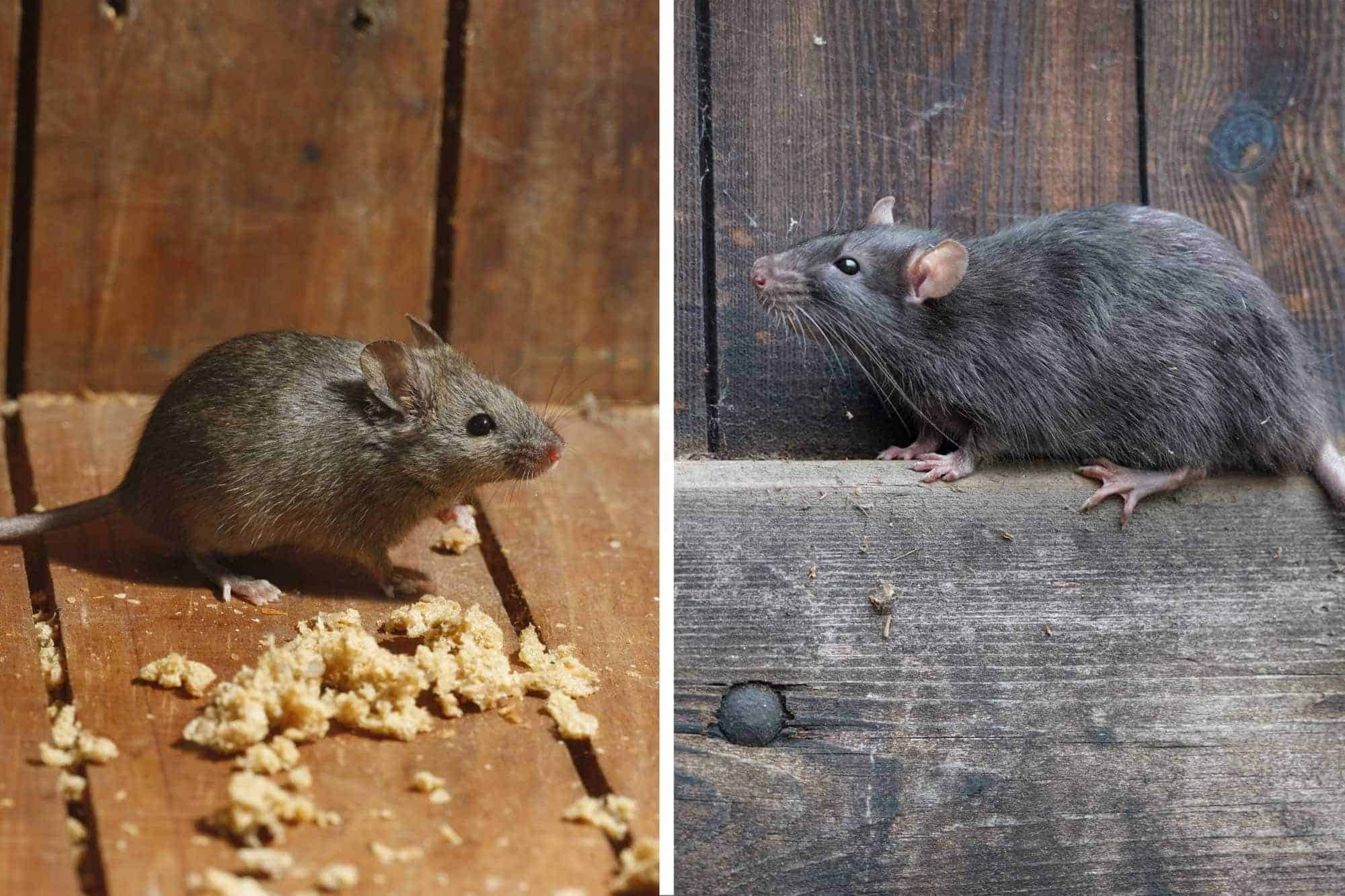 Souris odorante, contrôle de nuisibles, Experts en extermination de rongeurs, Solutions professionnelles, Service de lutte contre les rats et souris, Sécurité et hygiène à domicile, Intervention rapide, Élimination efficace, Traitement contre les infestations.