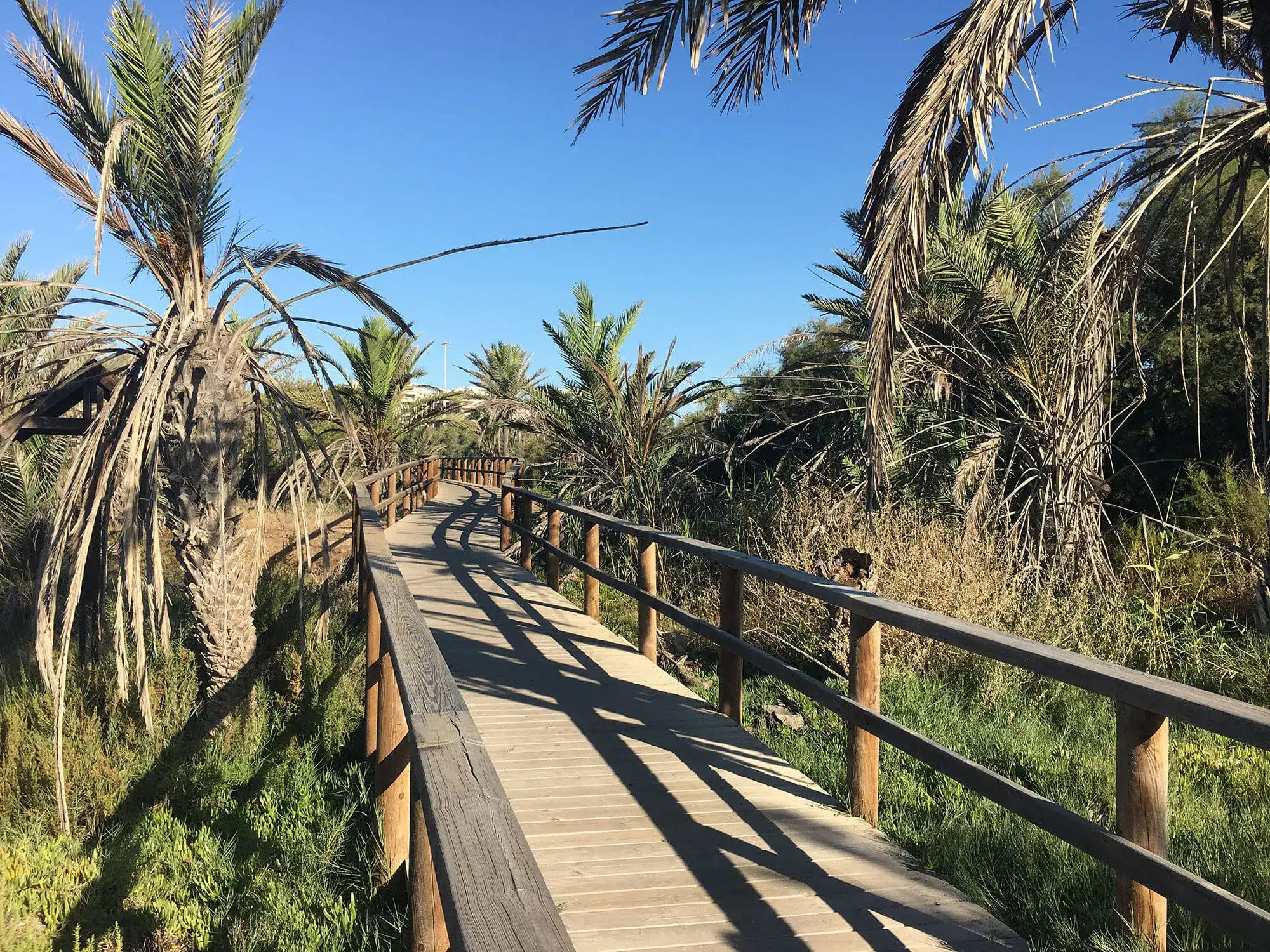 Holzsteg durch mediterrane Vegetation mit Palmen und Buschwerk bei Guardamar del Segura an der Costa Blanca.