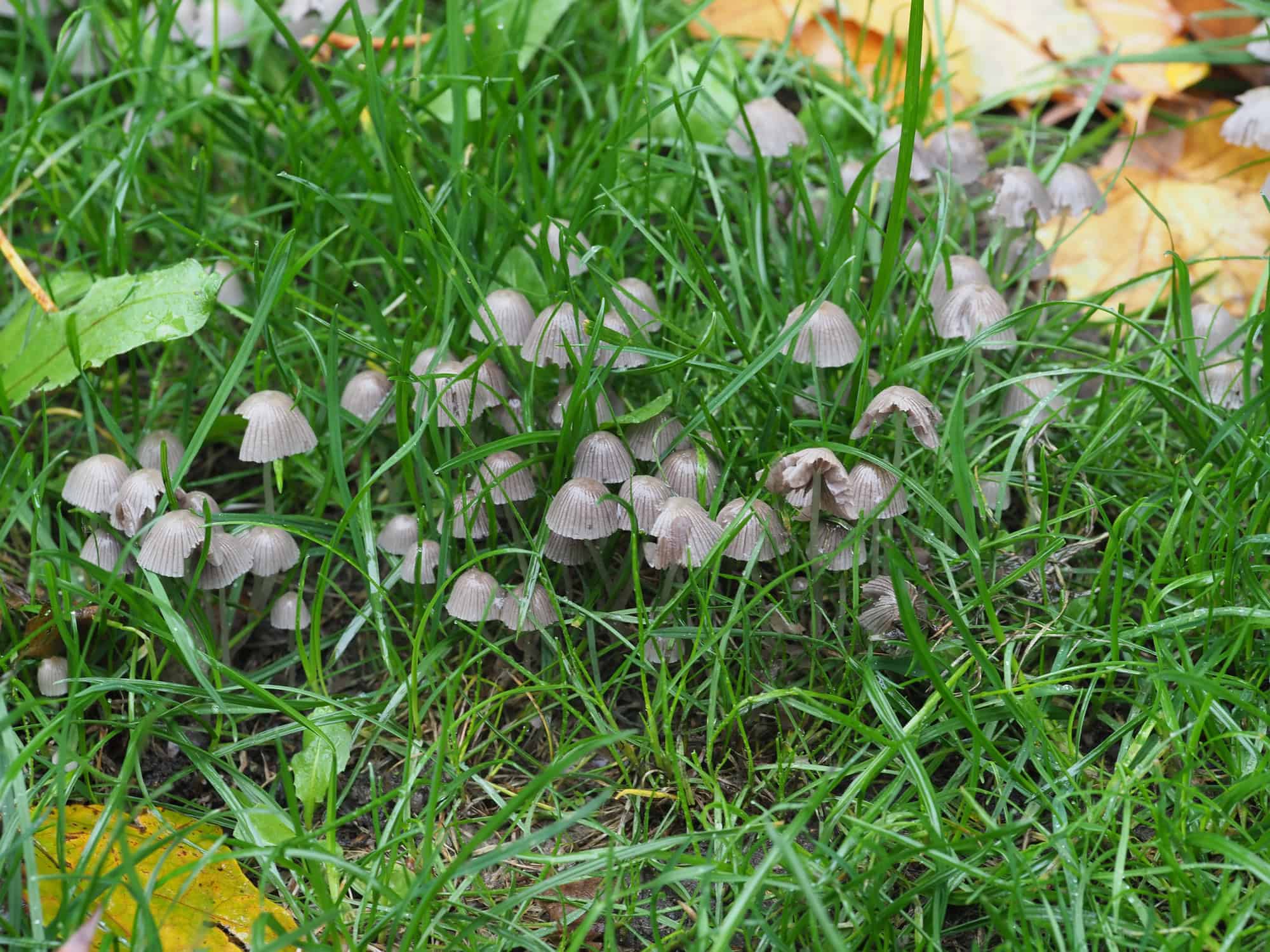 Small mushrooms under fallen leaves on a lawn
