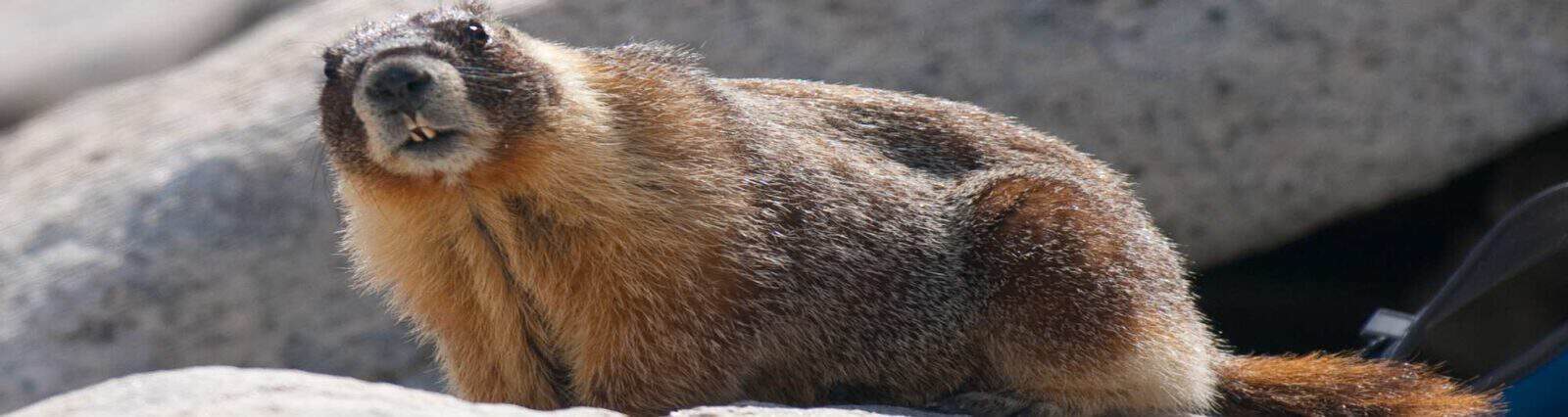 yellow-bellied marmot