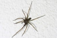 spider control Meridian Idaho