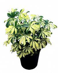 A variegated Schefflera plant with green and yellow leaves in a black pot.