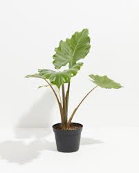 A potted plant with large, green leaves against a white background.