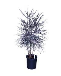 Tall potted bamboo plant with thin leaves and dark stems.