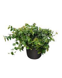 A lush green potted plant with vibrant leaves.