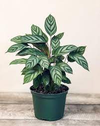 A healthy green potted plant with variegated leaves.