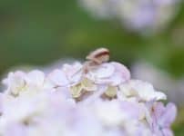 Canon FD 35mm F2 前玉凹みオールドレンズ Revew 作例 あじさいとカタツムリ Hydrangea Snail