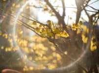 YASHICA - オールドレンズジャパン