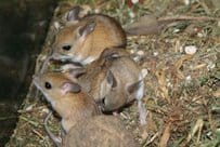 rodent activity in Meridian Idaho involving mice near garages and crawlspaces