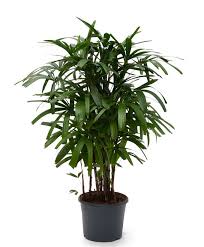 A potted green palm plant with long, slender leaves.