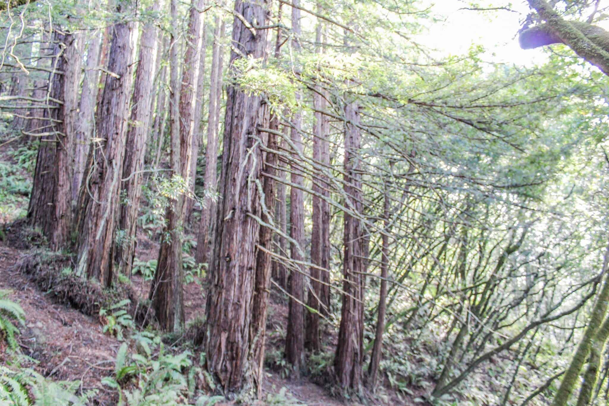 Red Woods im Muir Woods National Monument