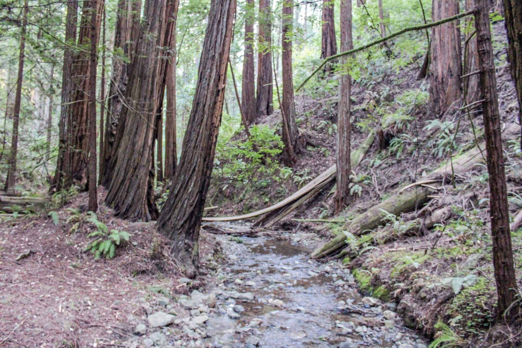 Magische Momente im Muir Woods National Monument 6 Red Woods im Muir Woods National Monument