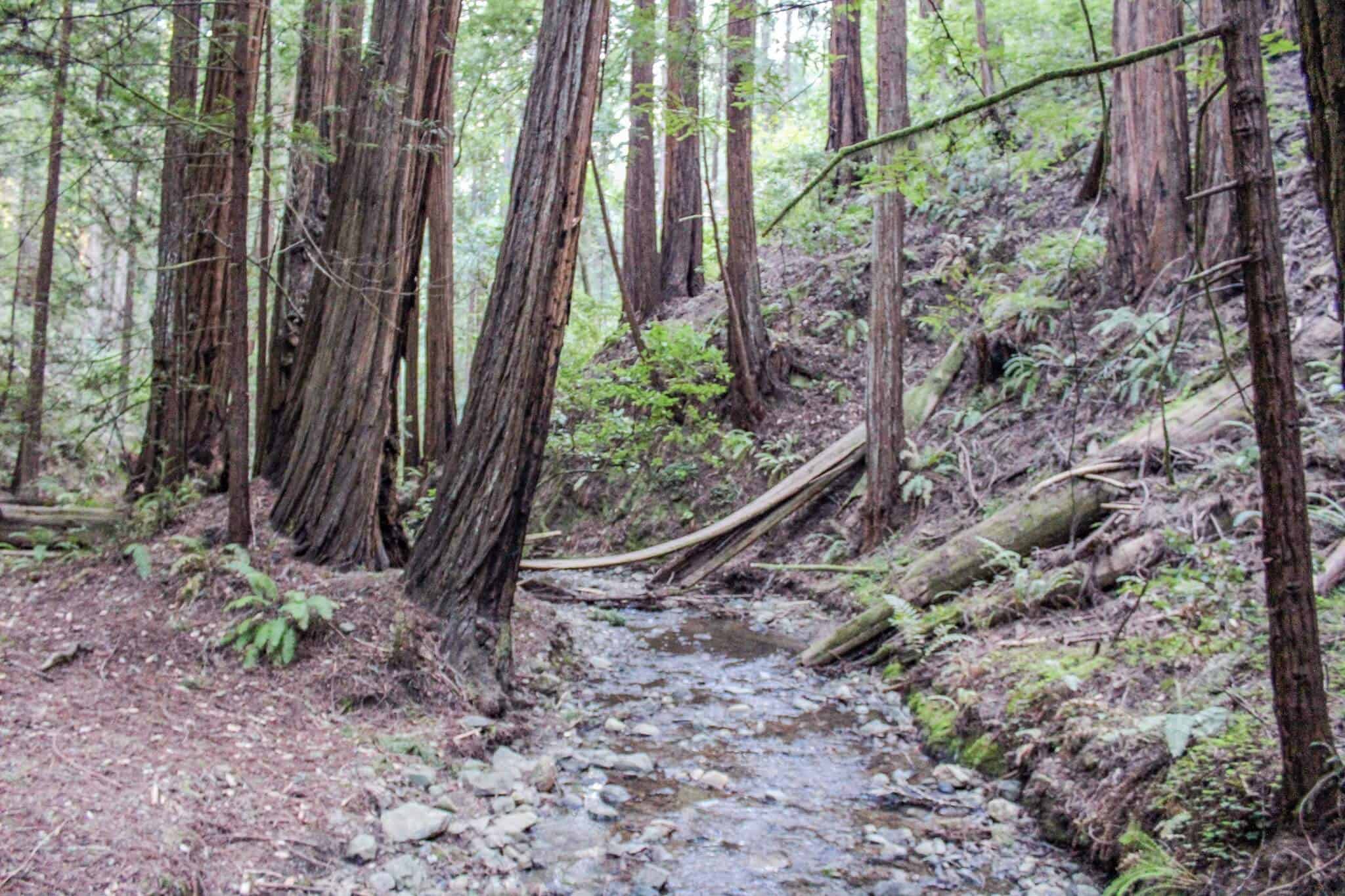 Red Woods im Muir Woods National Monument