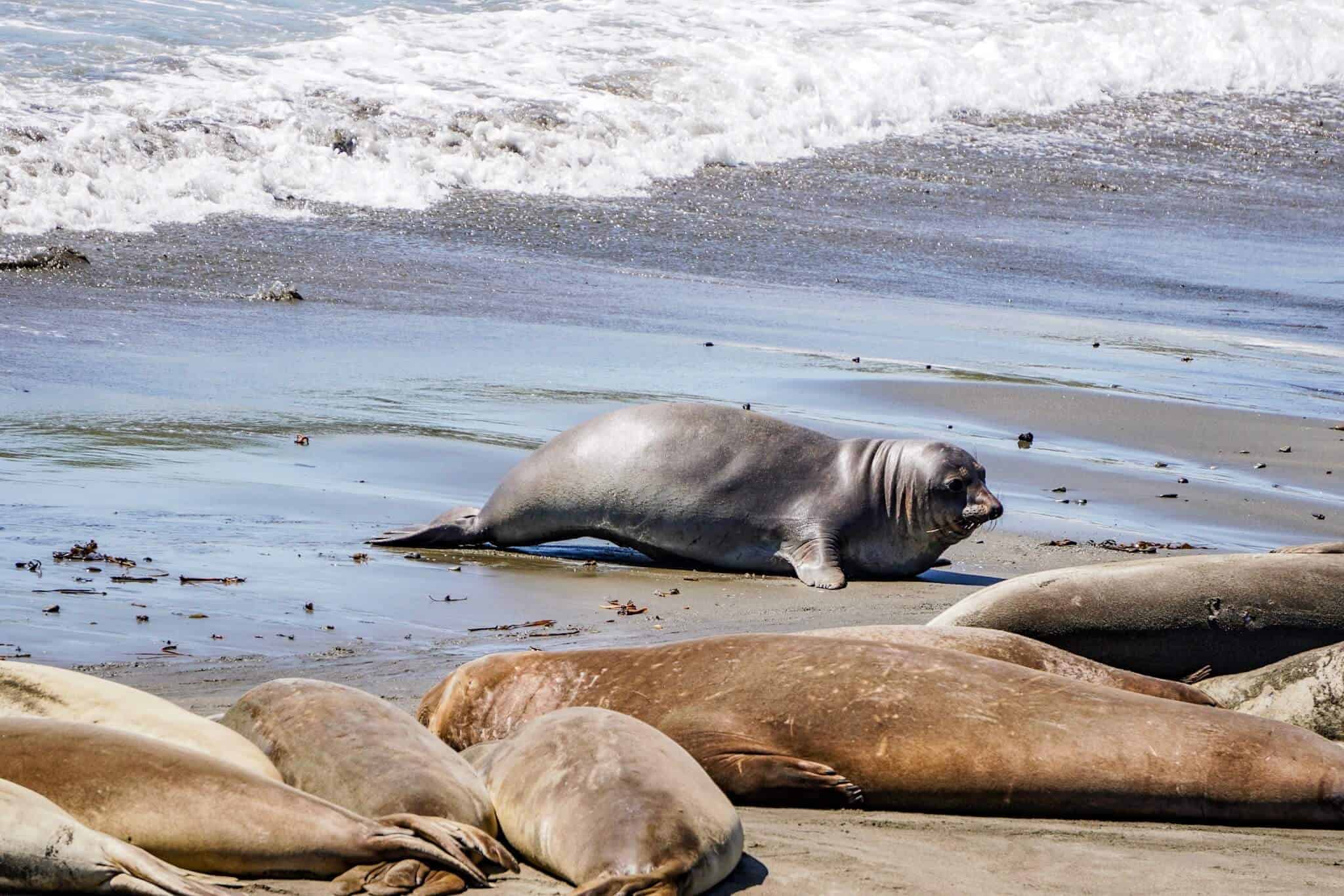 Seals Highway 1 3