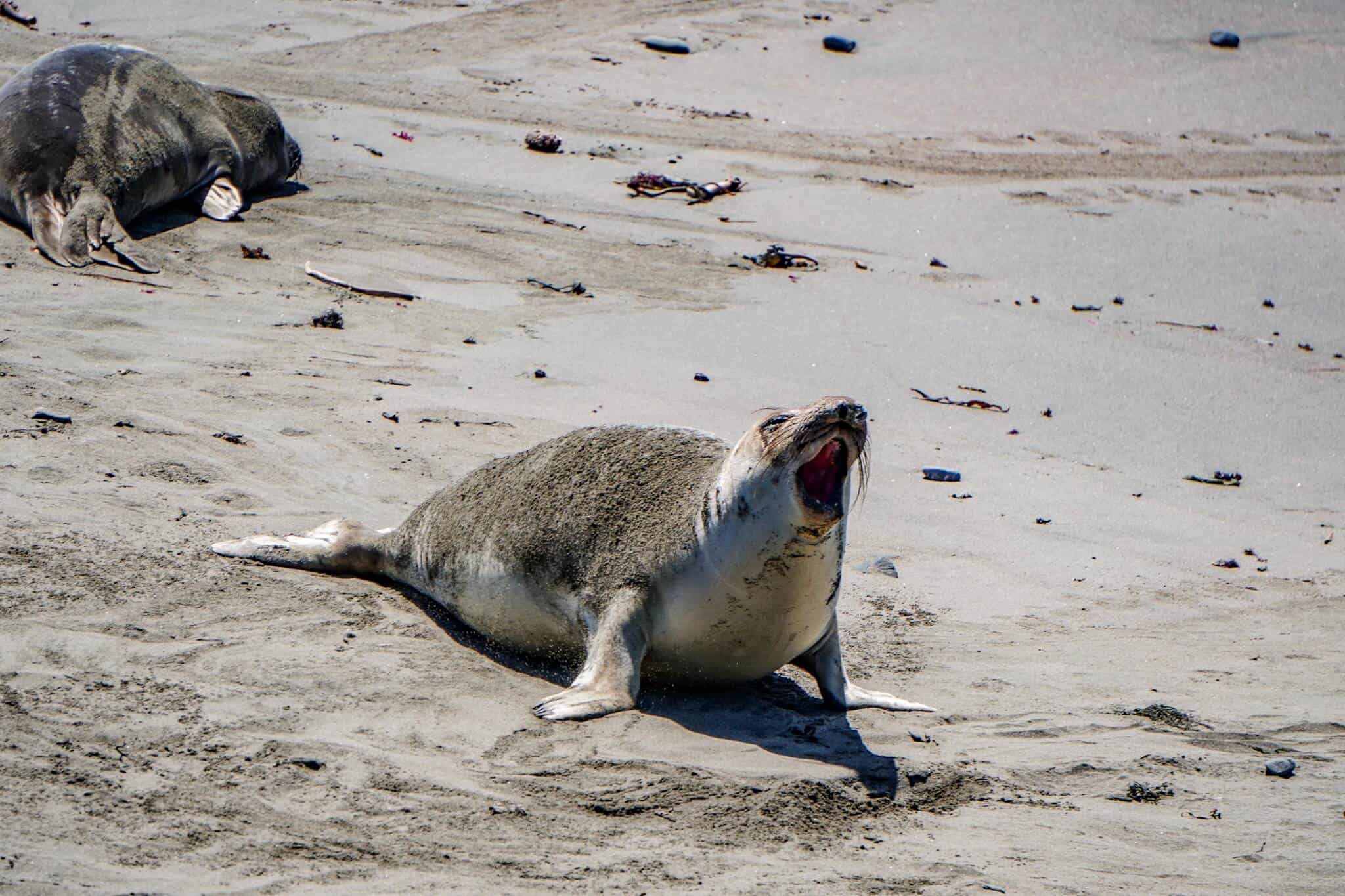 Seals Highway 1