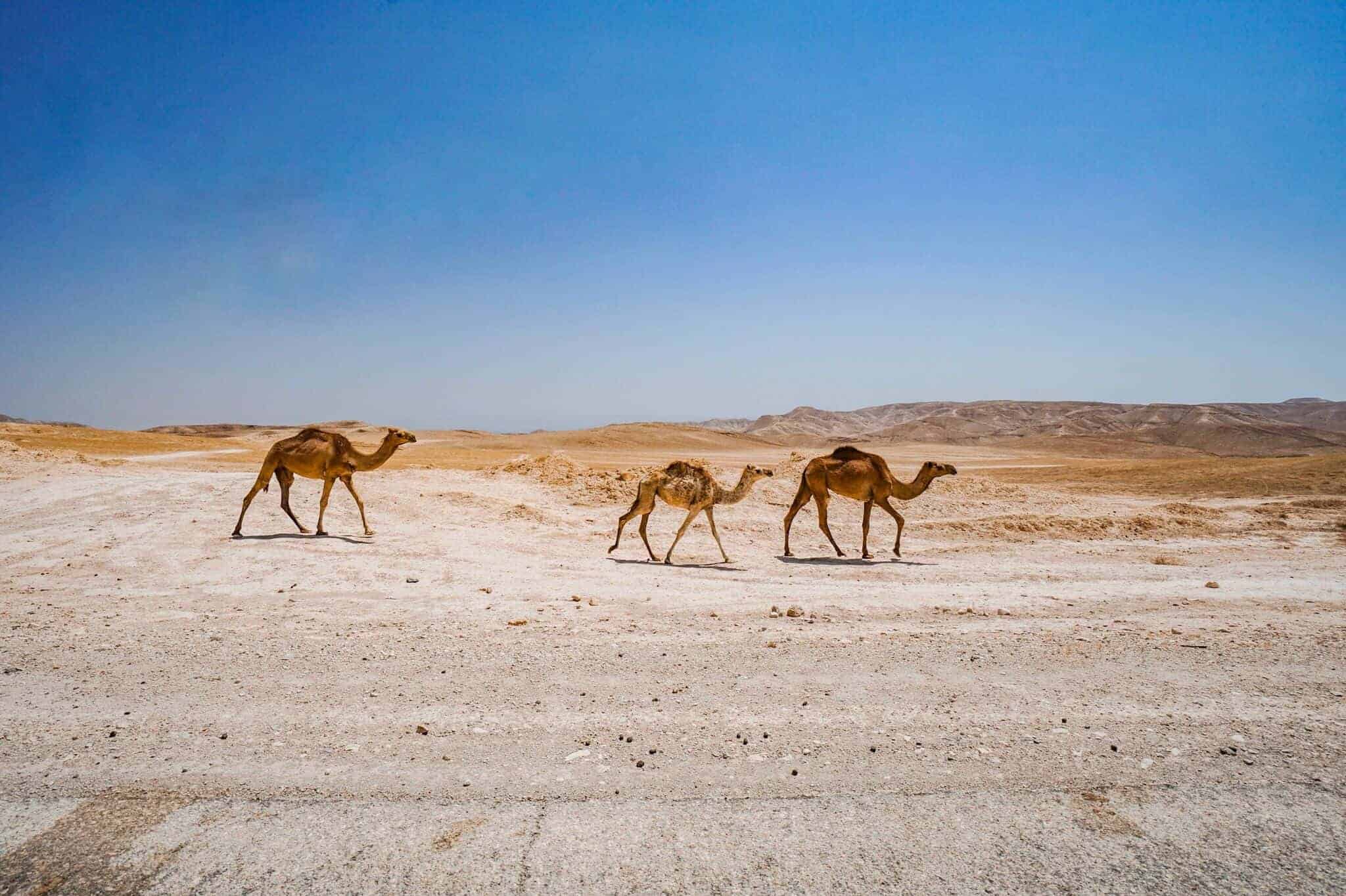 Wüste Juda – Judaean Desert