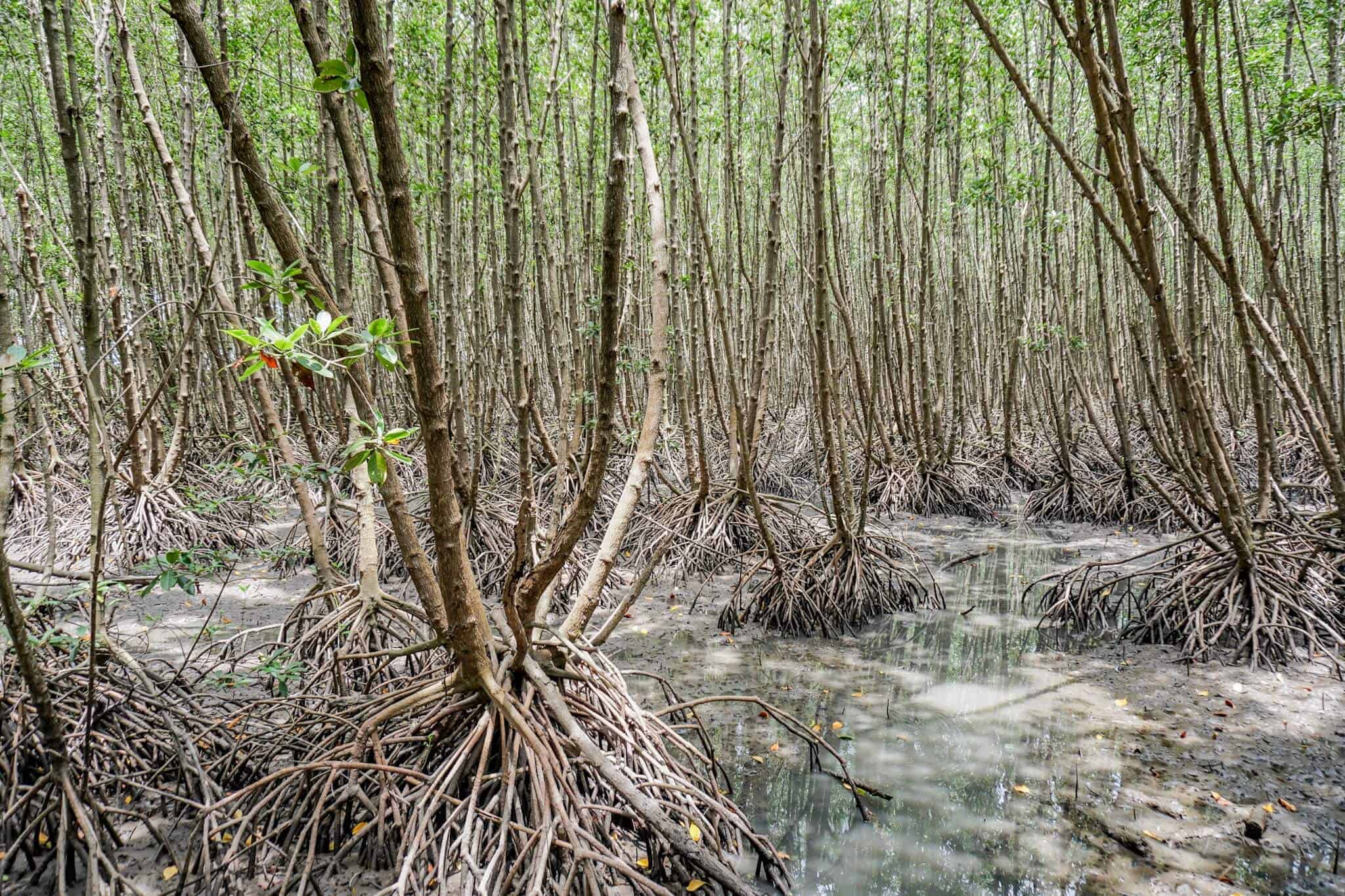 Mu Koh Chumphon Nationalpark  – Mangrovenwald