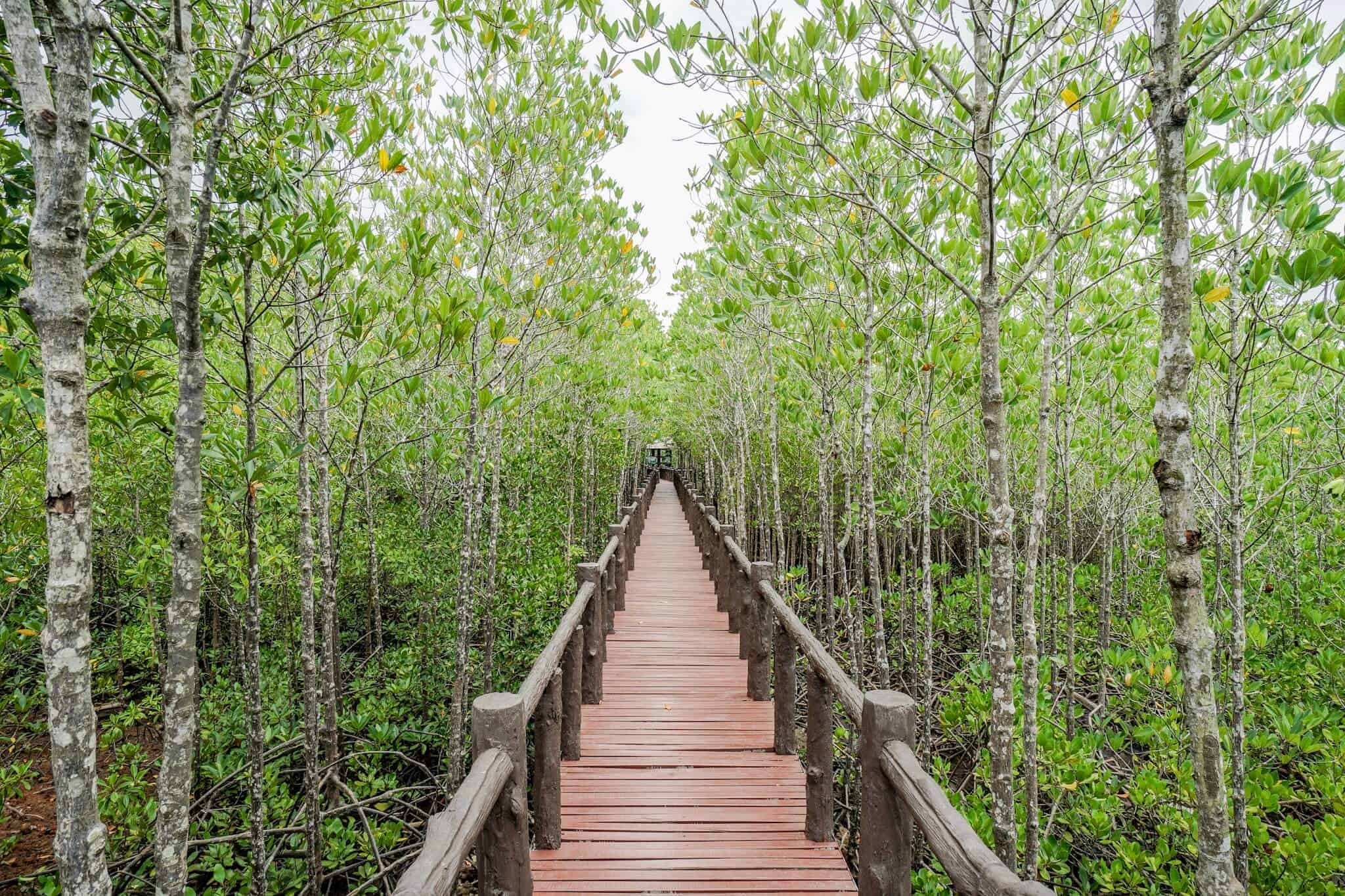 Mu Koh Chumphon Nationalpark  – Mangrovenwald