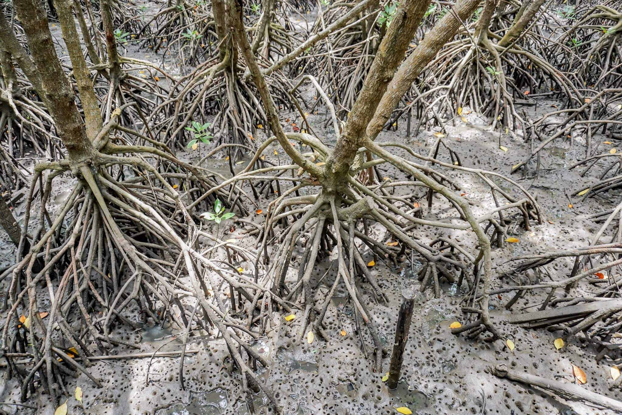 Mu Koh Chumphon Nationalpark  – Mangrovenwald