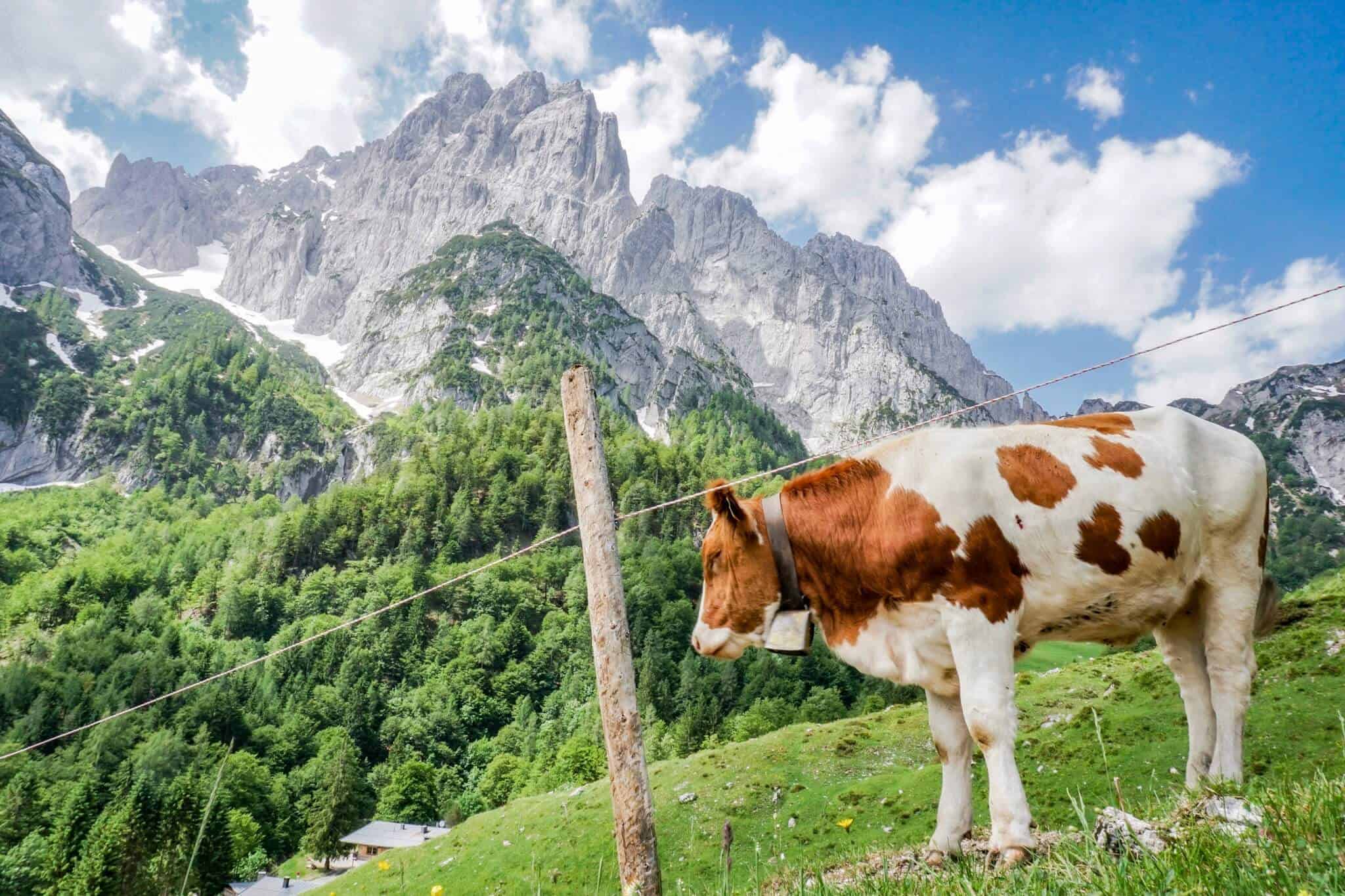 Kuh am Koasa Trail vorm Wilden Kaiser Etappe 2