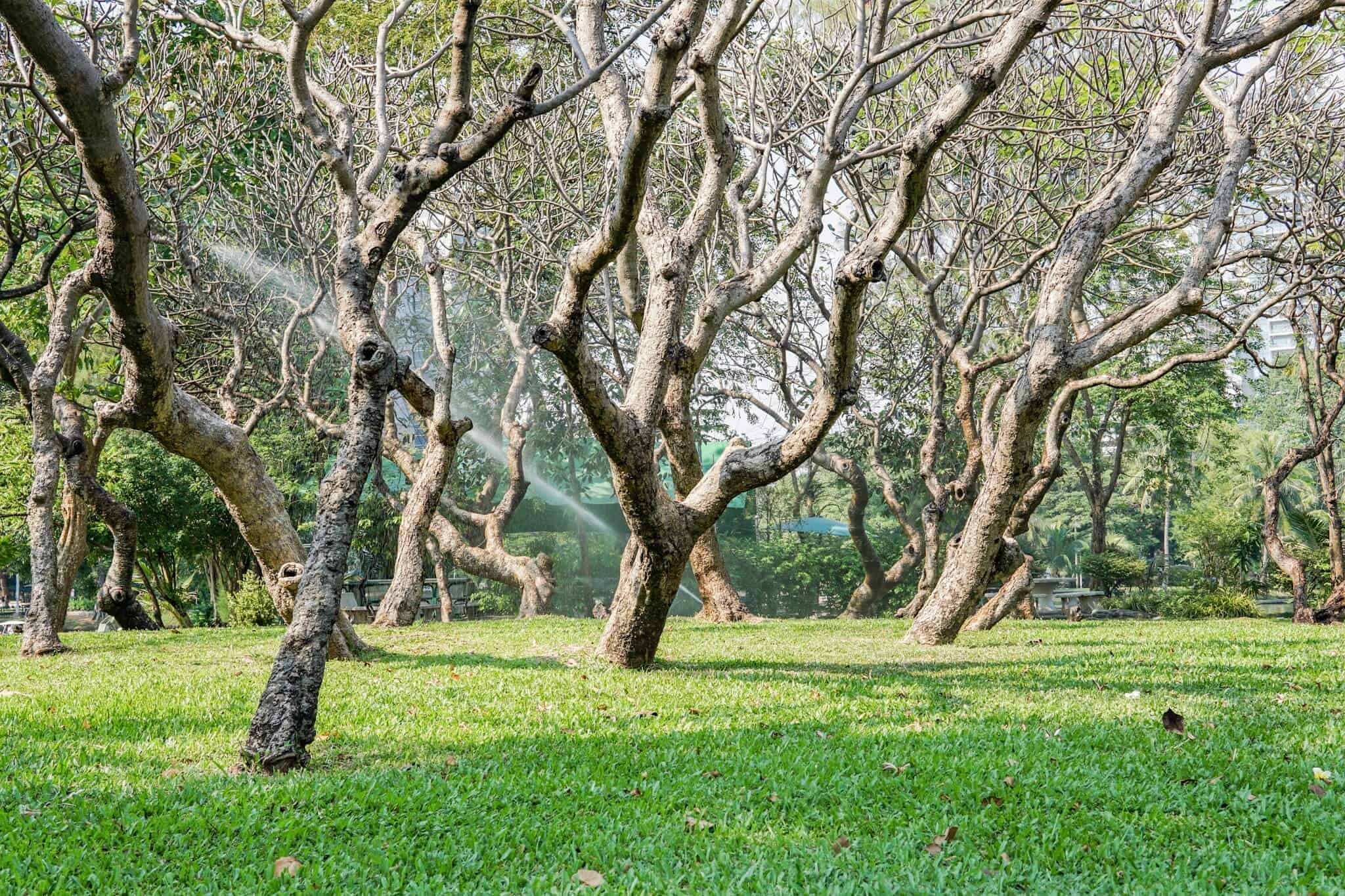 Lumphini Park Bangkok